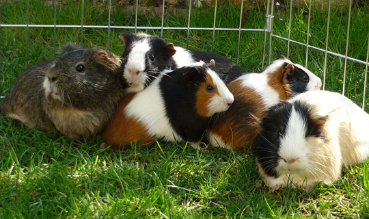 Meerschweinchen - Kommunikative Tiere